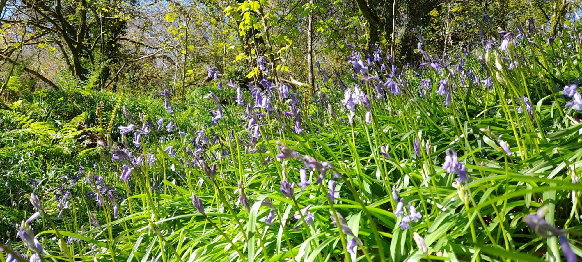 Вилла Wisteria Barn, Trewethen, St Teath, Nr Port Isaac Saint Teath Экстерьер фото